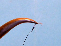 Sharply pointed jaws holding tanago hook