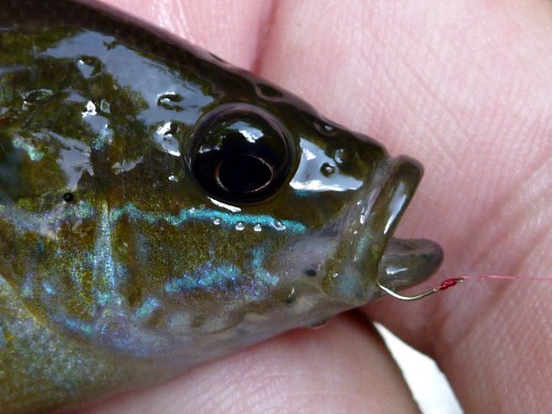 Close-up photo of Green Sunfish with Gamakatsu Smallest tanago hook