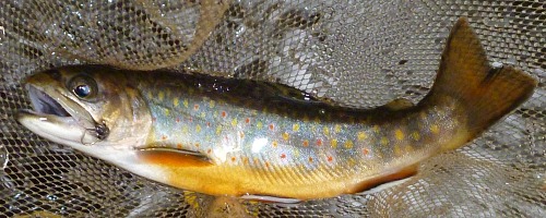 Brook trout in the net, Stewart Spider in its jaw