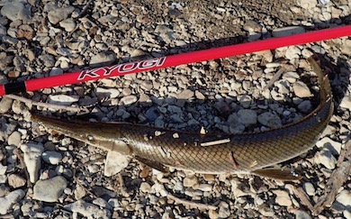 Shortnose Gar