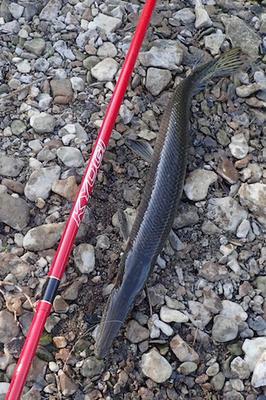 Shortnose Gar, take two