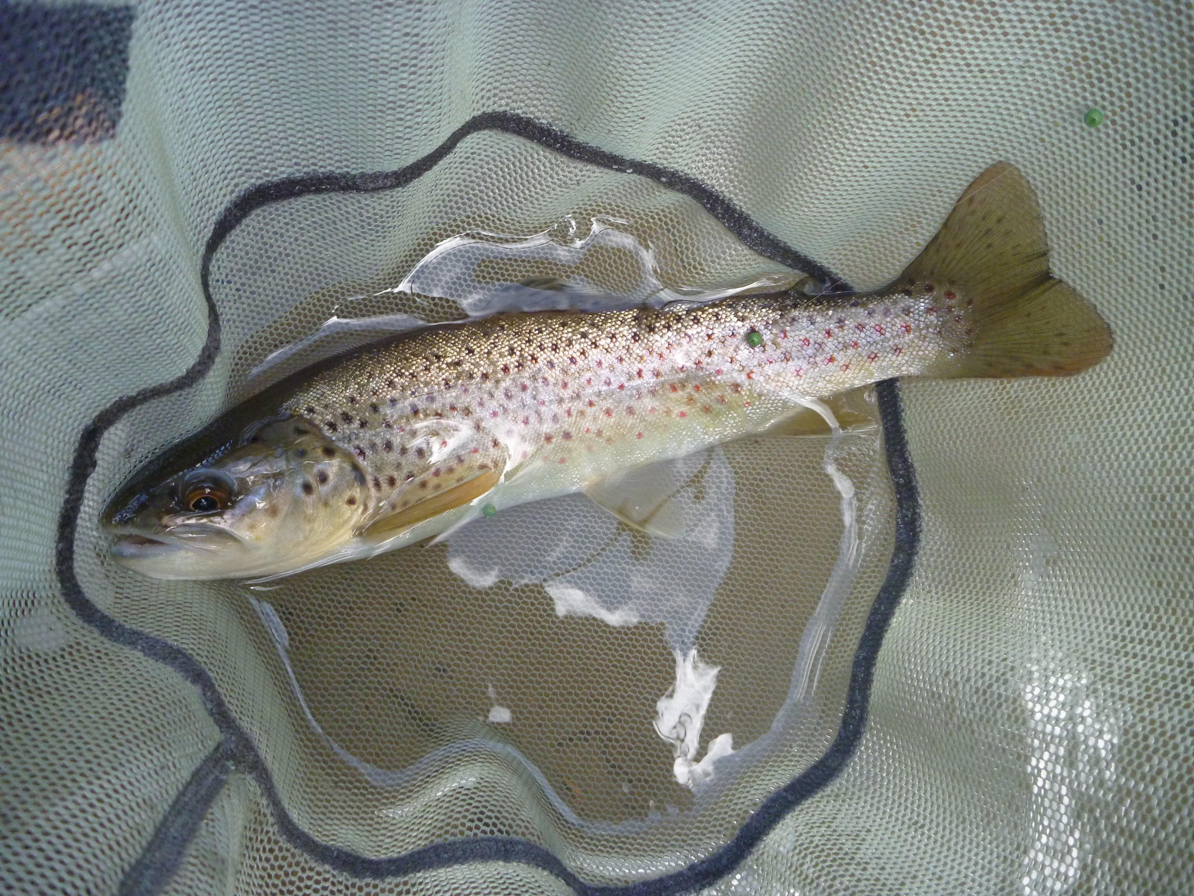 Stocked Brown Trout
