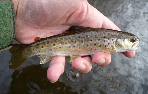 Angler holdipng small brown trout