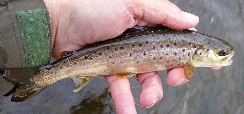 Angler holding a second brown trout, barely larger than the previous one.