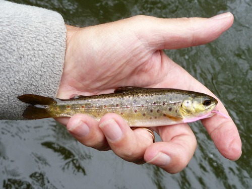 Angler holding small brown trout