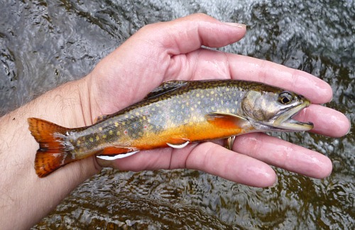 Angler holding colorful brook trout