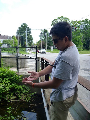 Angler holding a micro fish, standing on a bridge by a busy road in the middle of suburbia.