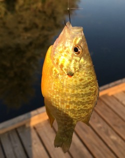 Hooked sunfish, boat dock in background.