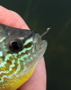 Close up of hooked sunfish