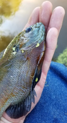 Angler holding redbreast sunfish