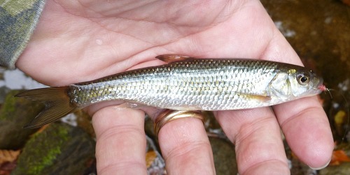 Angler holding Fallfish with Sunglow Killer Bug in its mouth