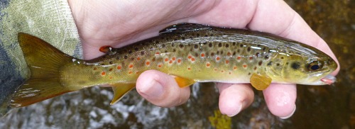 Angler holding small brown trout