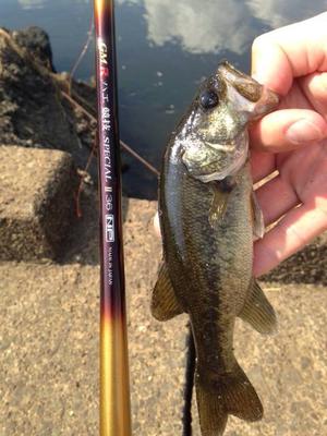 Baby largemouth 