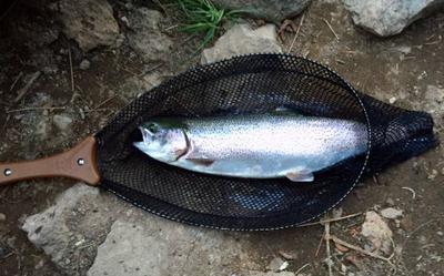 Lake run rainbow