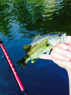 Largemouth Bass