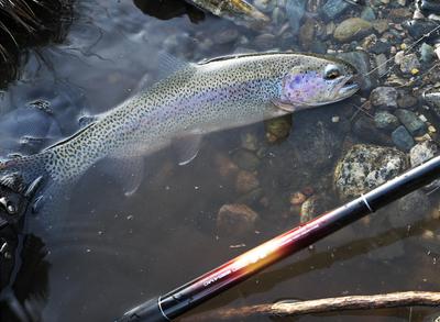 A nice rainbow on a micro may nymph