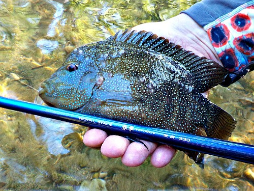 Rod with large chichlid