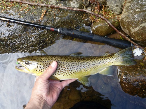 Angler holding brown trout alongside TenkaraBum rod