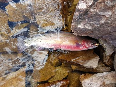 Avalanche Lake Cutthroat