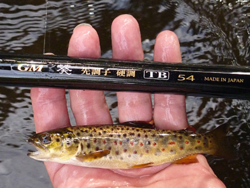 Angler holding small brown trout and Suntech GM TB54