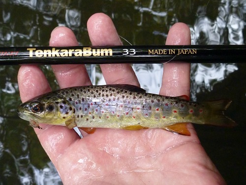 Angler holding a TenkaraBum 33 tenkara rod and small brown trout