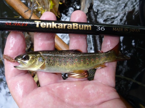 Small trout caught with Killer Bug