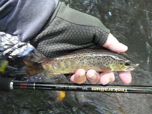 Angler holding small brown trout and TenkaraBum 36