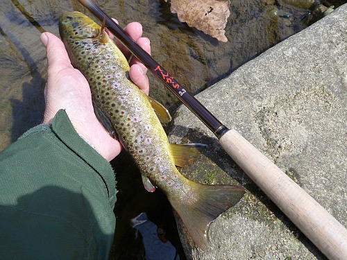 Angler holding brown trout and Shimotsuke Tenkara 33