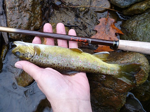 Angler holding brown trout and Shimotsuke tenkara rod