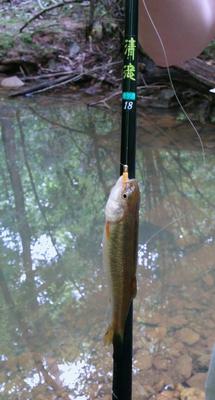 Creek Chub