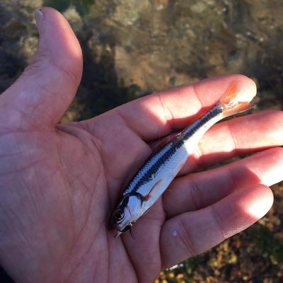 black nose dace?