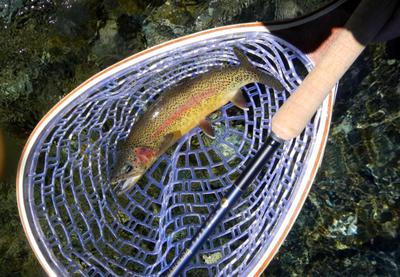 Nature's Palette Coloured Rainbow Trout