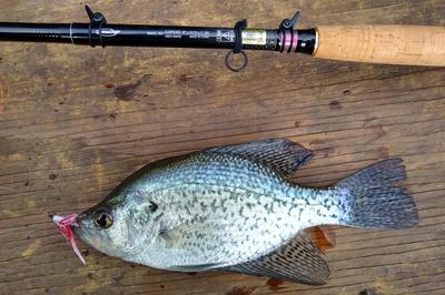 Tenkara Fishing for Spring Crappie