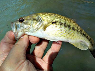 What could be better than catching a Guadalupe bass on a kayaking trip down the Guadalupe River?