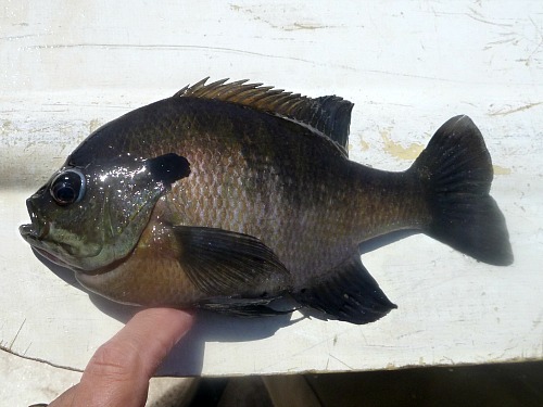 Bluegill on a canoe paddle