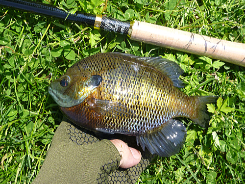 Bluegill sunfish and Tenkara Mini