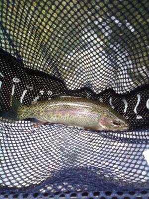 stocked rainbow on a san juan worm