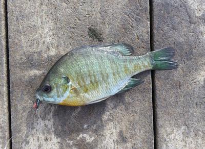 Tenkara panfish first timer