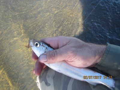 Juvenile Ox Eye Herring