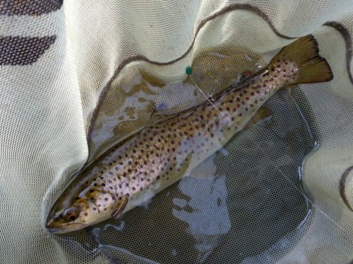 Brown trout in net.