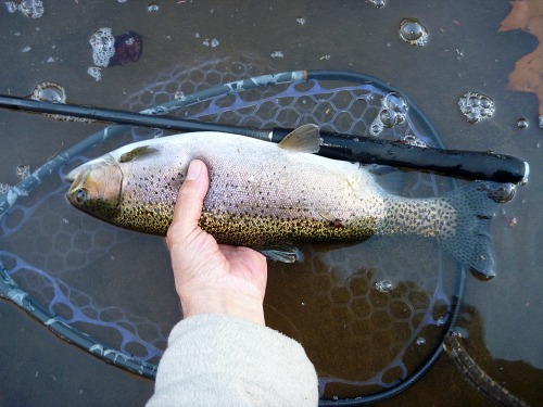 Angler holding rainbow trout at water's surface. TenkaraBum 33 floating alongside.