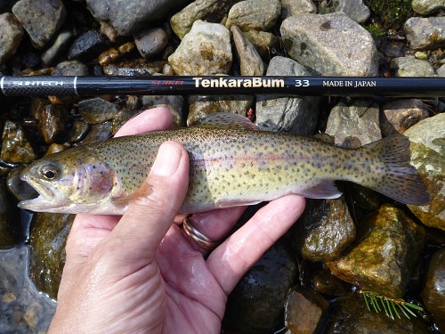 Angler holding small rainbow trout alongside TenkaraBum 33 rod