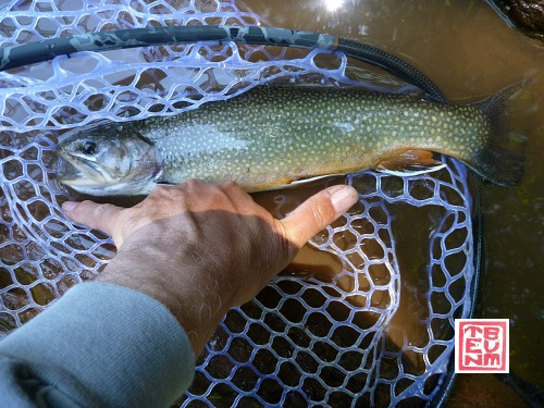 Large brook trout in net