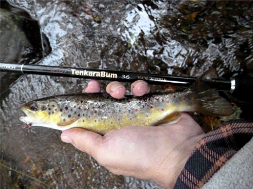 TenkaraBum 36 with small brown trout