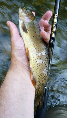 Angler holdign cutthroat trout an TenkaraBum 36