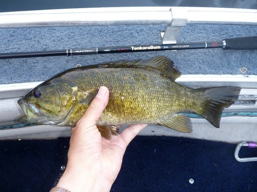 Angler holding smallmouth bass alongside TenkaraBum 36