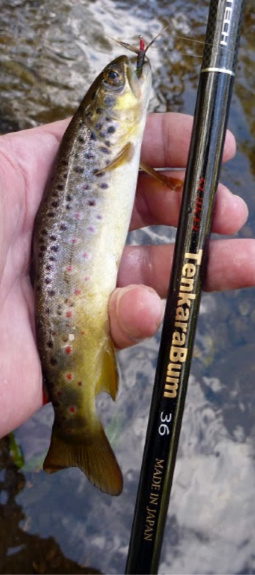 TenkaraBum 36 with small brown trout