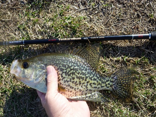 Angler holding black crappie, alongside TenkaraBum rod.