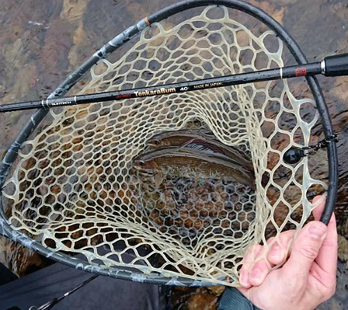 Angler holding net with two grayling in it.