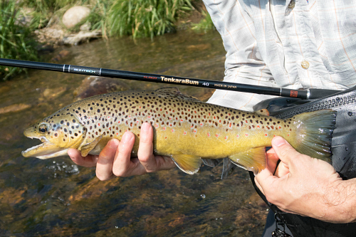 Angler holding brown trout and TenkaraBum 40